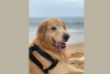Golden Retriever na praia