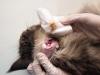 Otite felina: manter a orelha limpa dos gatos é uma forma de prevenção 