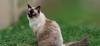 Siamês é um gato que não solta muito pelo