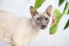 O pelo de gato Peterbald é bem ralo