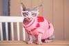Qual gato solta menos pelo? Definitivamente o Sphynx 