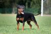 Pinscher preto com a língua de fora