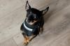 Pinscher preto olhando para cima