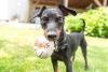 Pinscher segurando bollinha com a boca
