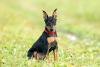 Pinscher preto sentado na grama