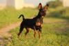 Pinscher preto no final da tarde