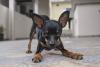 Pinscher com patas dianteiras curvadas pronto para brincar