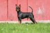 Pinscher com casa vermelha de fundo