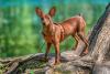 Pinscher caramelo em cima do tronco