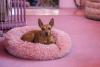 Pinscher deitado em caminha rosa
