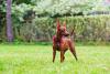 Pinscher caramelo ao ar livre