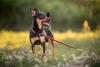 Pinscher passeando
