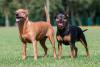 Pinscher caramelo e Pinscher preto lado a lado