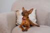Pinscher caramelo sentado no sofá