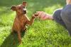 Pinscher dando a patinha