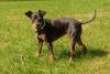Pinscher preto andando pelo campo