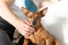 Pinscher recebendo carinho