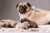 Pug mãe com filhotes 