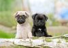 Dois Pugs filhotes de cores diferentes
