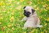 Pug filhote em gramado florido