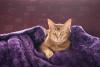 Chausie com cobertor roxo