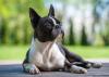 Boston Terrier deitado no chão
