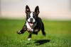 Boston Terrier correndo