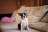 Boston Terrier filhote sentado na cama