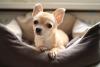 Chihuahua caramelo deitado em cama de cachorro
