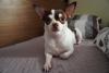 Chihuahua em cima da cama deitado