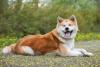 Akita deitado sorrindo com língua de fora