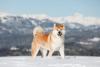 Akita com montanhas de fundo