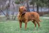 Dogue de Bordeaux andando no parque