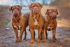Três Dogue de Bordeaux juntos