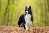 Border Collie em pé no parque