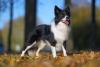 Border Collie em pé ao ar livre