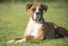 Cachorro grande: Boxer sentado na grama