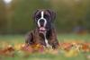 Boxer com língua para fora