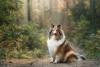 Collie sentado na floresta