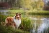 Collie perto de um lago