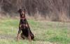 Doberman sentado na grama
