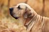 Fila Brasileiro visto de lado