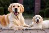 Golden Retriever mãe e filhote