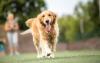 Golden Retriever passeando com língua de fora