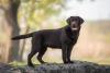Labrador de pé de lado