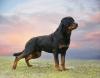 Rottweiler de pé de lado