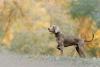 Weimaraner andando ao ar livre
