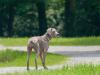 Weimaraner de costas olhando para o lado