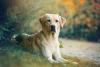 Labrador caramelo deitado na grama posando para a foto