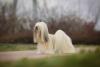 Lhasa Apso branco e peludo ao ar livre